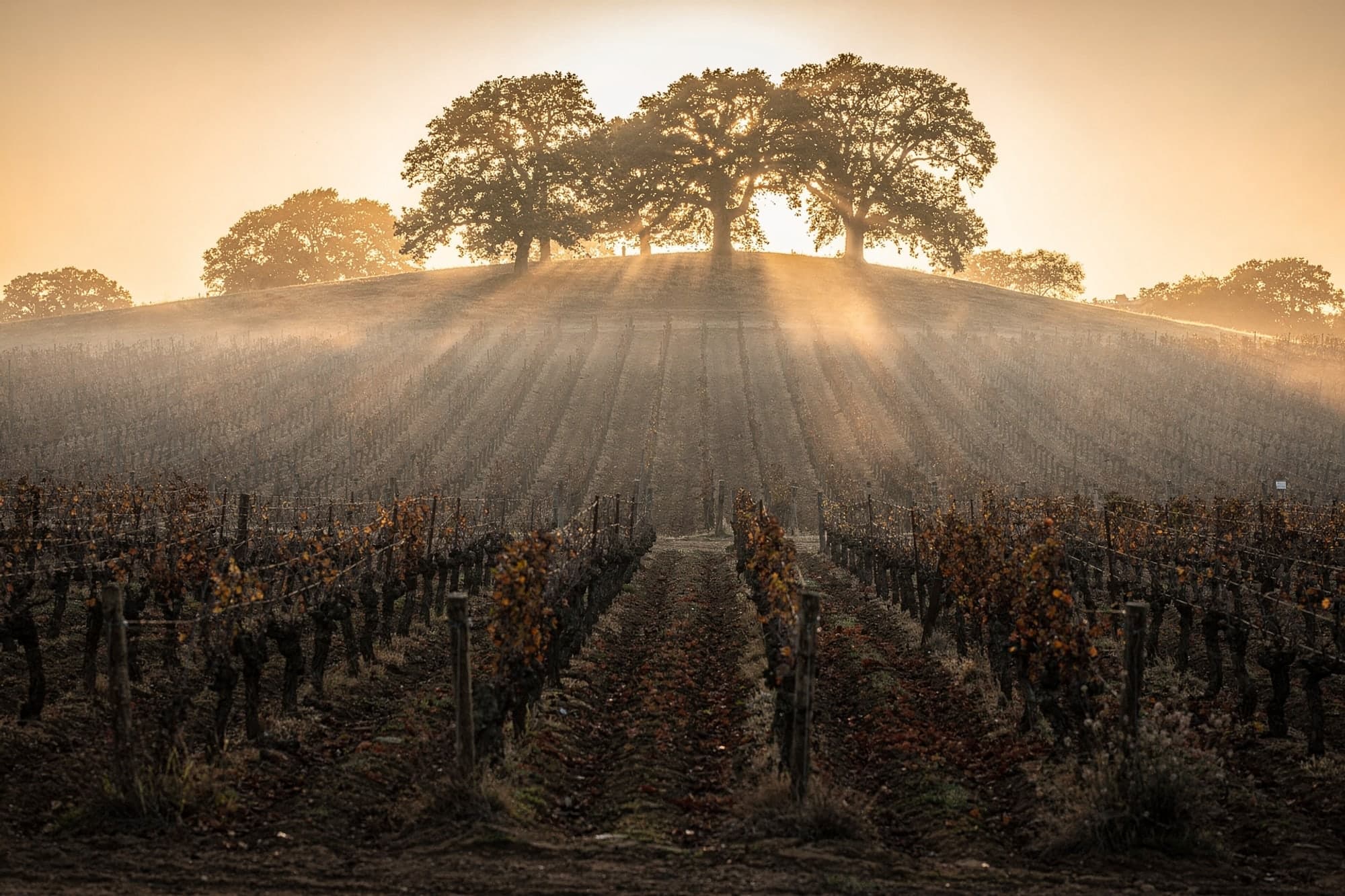 A vineyard slope and a stand of oaks lit from behind by a hazy golden sunrise, mist between the rows.