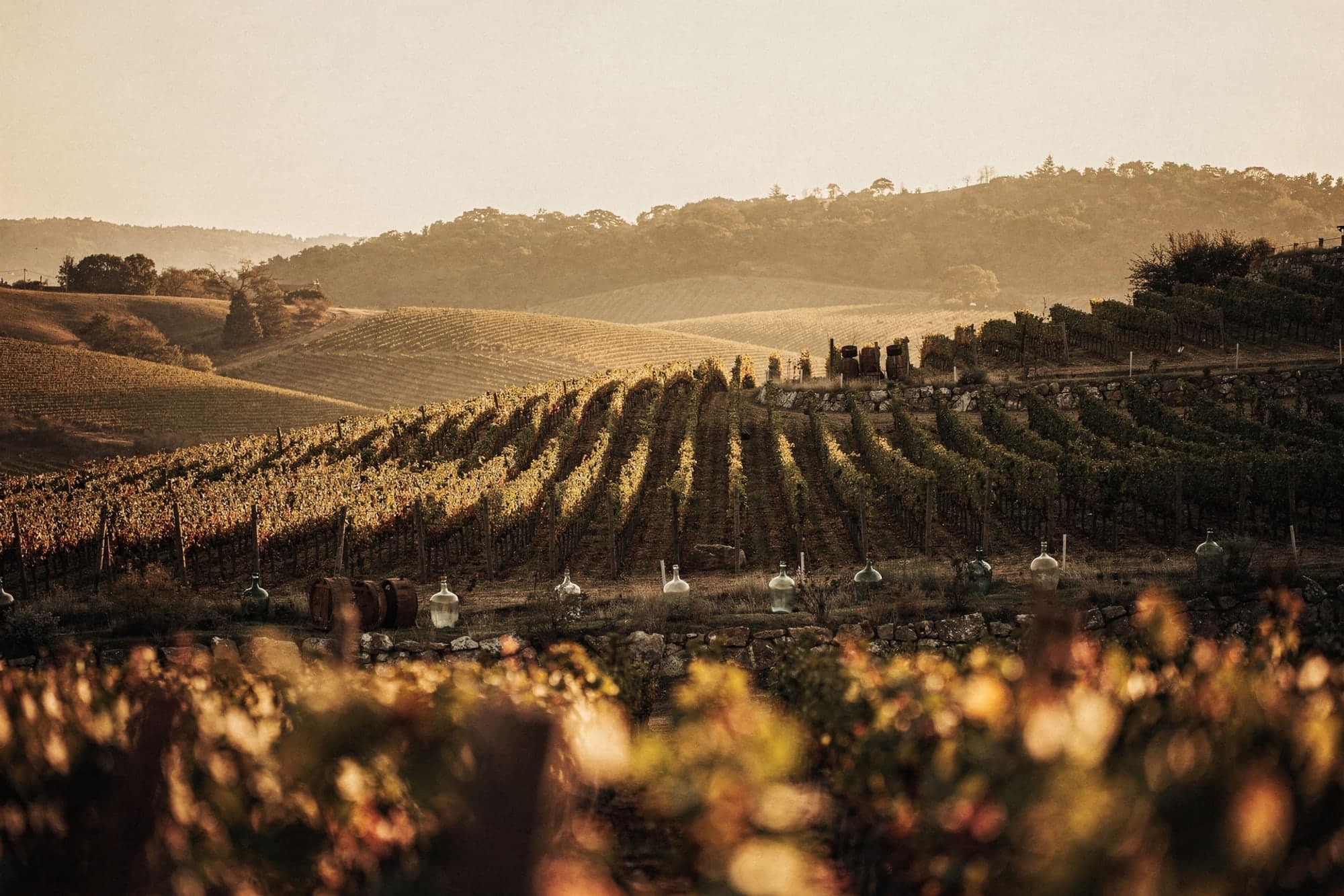 Low sun over rolling vineyard hills, rows of vines running into a golden haze.